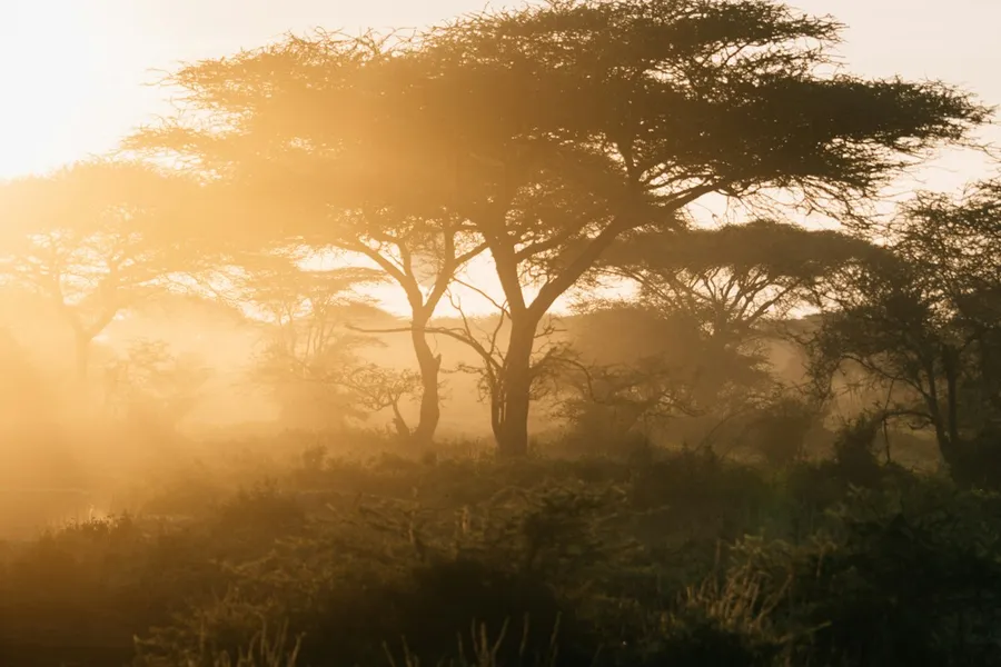 Elephant herd crossing golden savanna at sunset