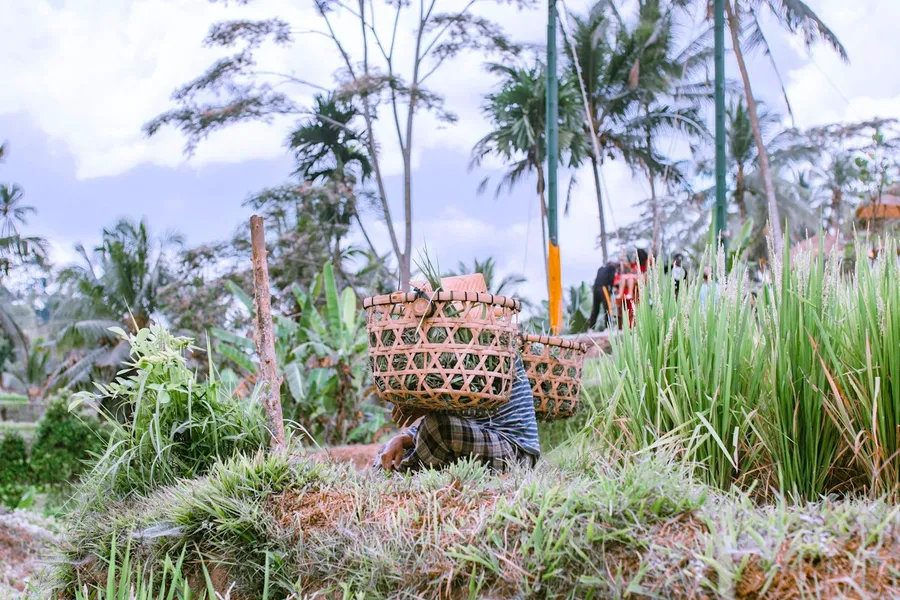 Lush green rice terraces cascading down a hillside in Bali